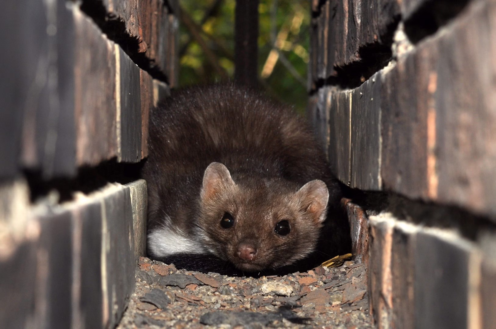 Zwalczanie kun Śląsk