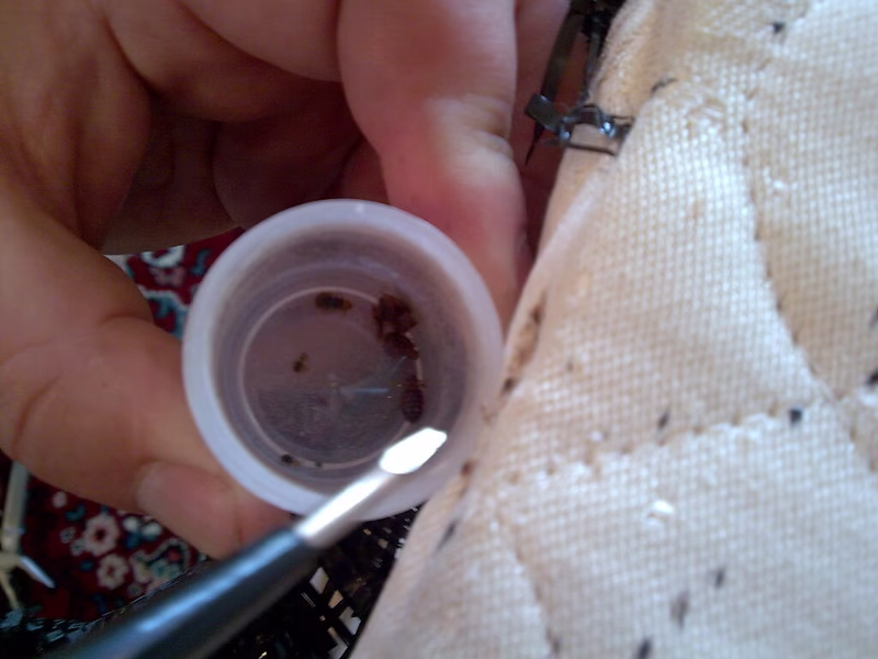 pluskwa-domowa-zwalczanie