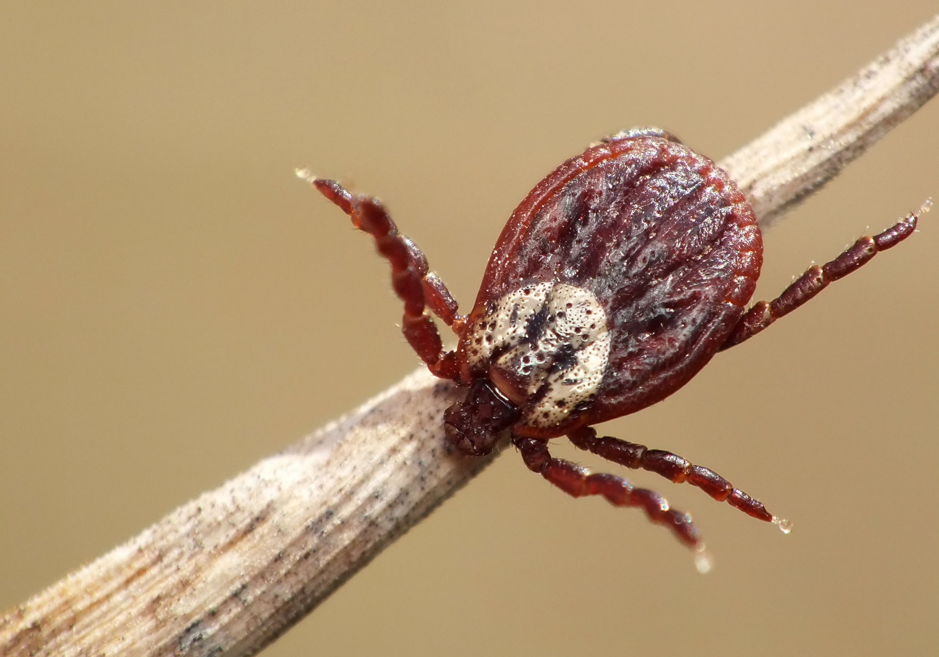 Zwalczanie Szkodników Kraków