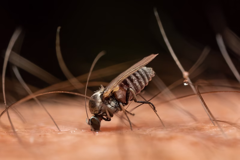 Odkomarzanie Śląsk