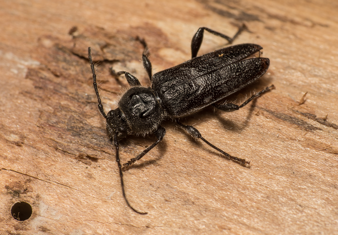 dezynsekcja fumigacja Kraków