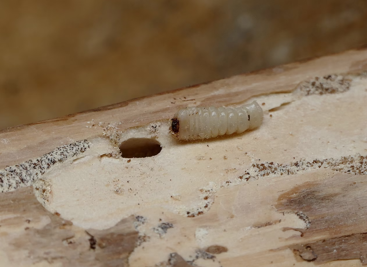 szkodniki drewna Kraków i okolice