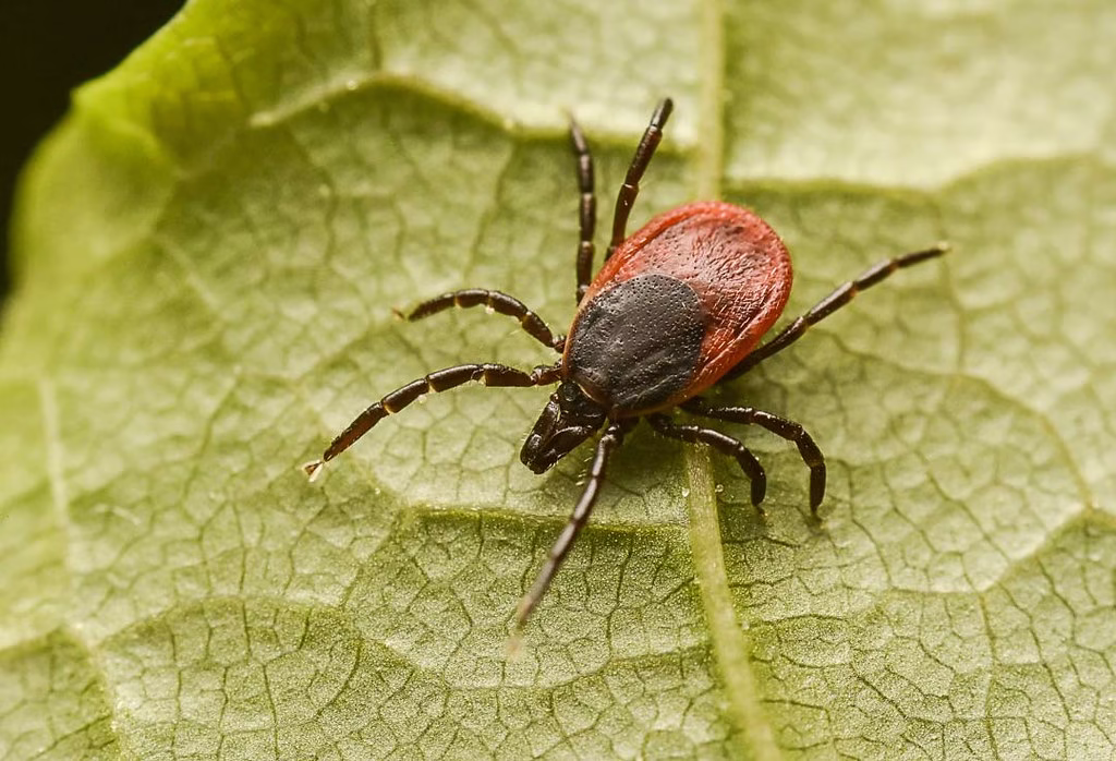 zwalczanie kleszczy Kraków