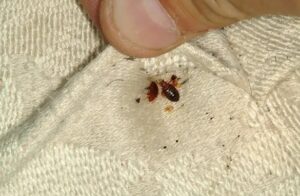 pluskwy domowe przy szwie materaca w mieszkaniu – Katowice