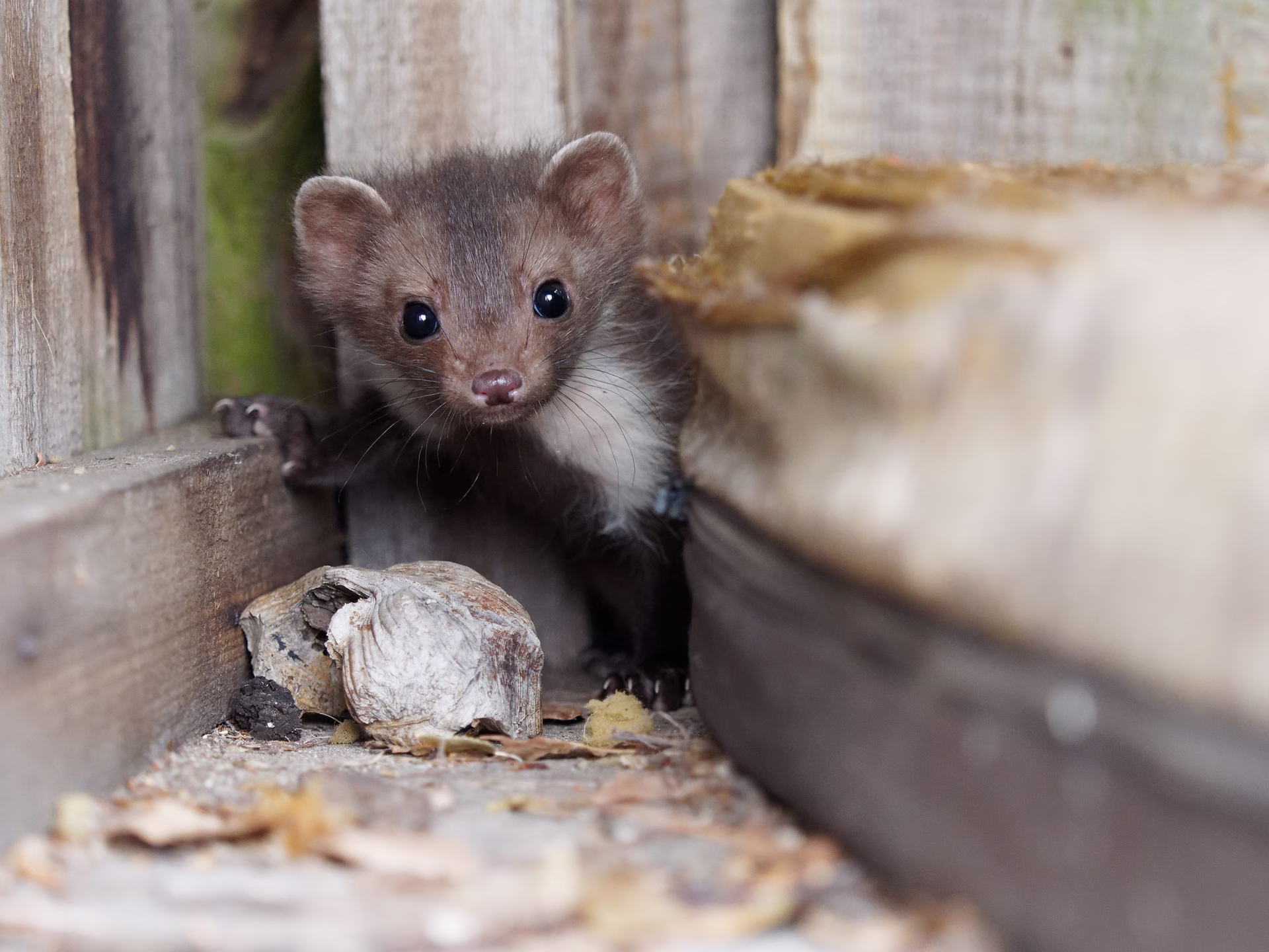 kuna domowa przy poddaszu budynku