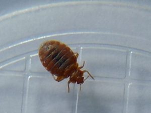 Dorosła pluskwa domowa widoczna w pojemniku podczas inspekcji