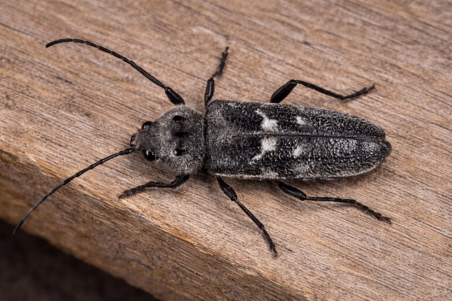 Spuszczel pospolity – dorosły chrząszcz na drewnie konstrukcyjnym