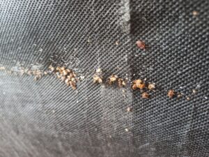 Skupisko pluskiew domowych, wylinki i odchody przy szwie materaca – oznaki infestacji w Tychach