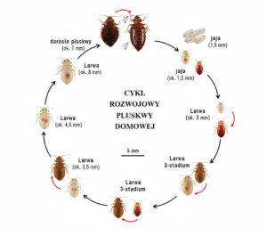 Cykl rozwojowy pluskwy domowej – jajo, nimfa, osobnik dorosły