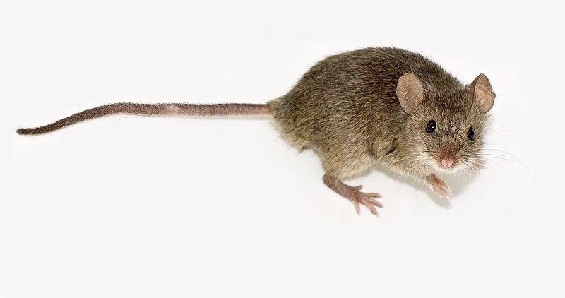 Picture_of_mus_musculus